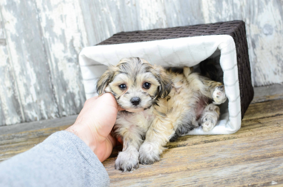 Morkie Puppy for Adoption