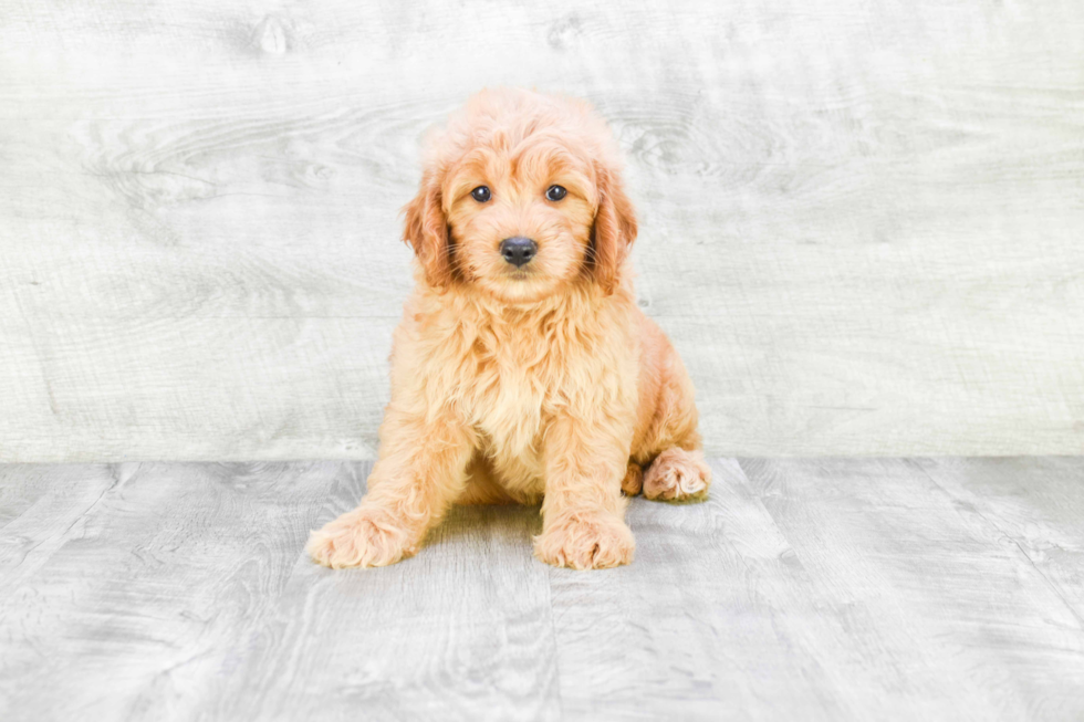 Mini Goldendoodle Pup Being Cute