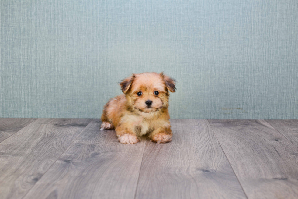 Playful Yorkie Designer Puppy