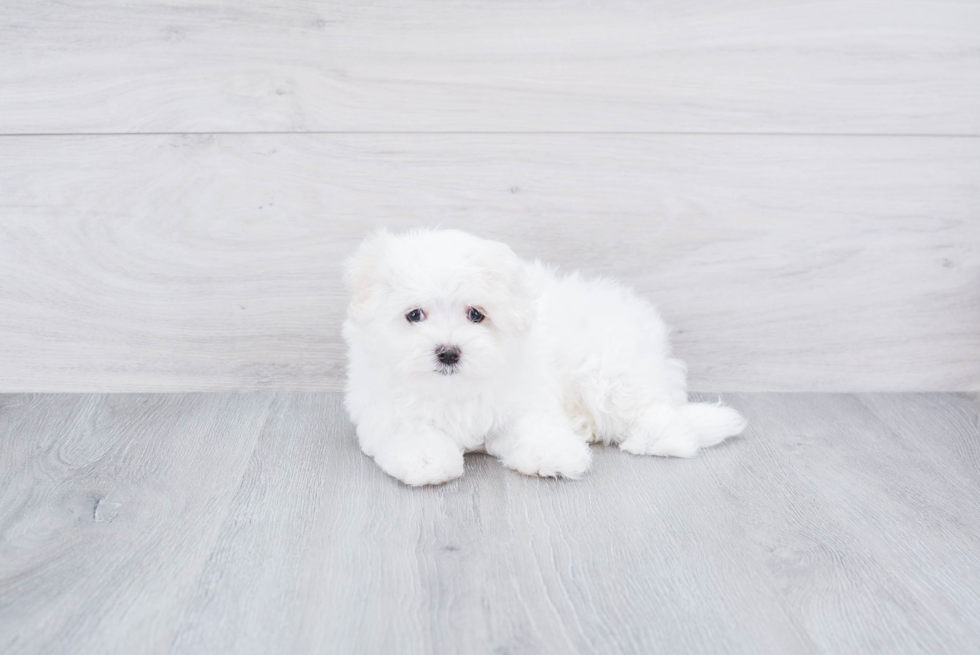 Happy Maltese Purebred Puppy