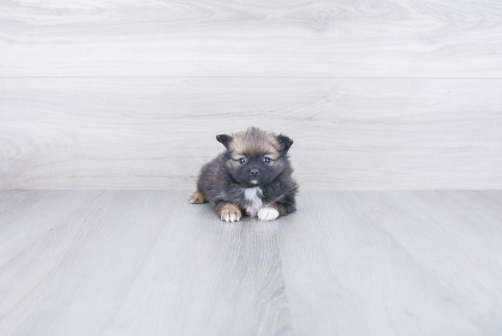 Happy Pomeranian Purebred Puppy