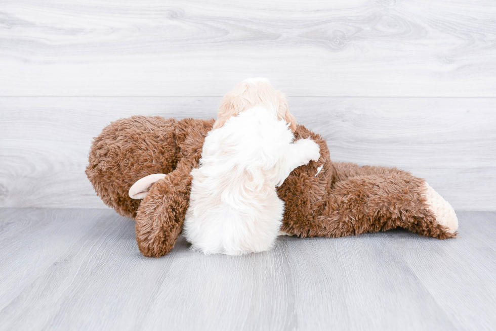 Cavachon Pup Being Cute