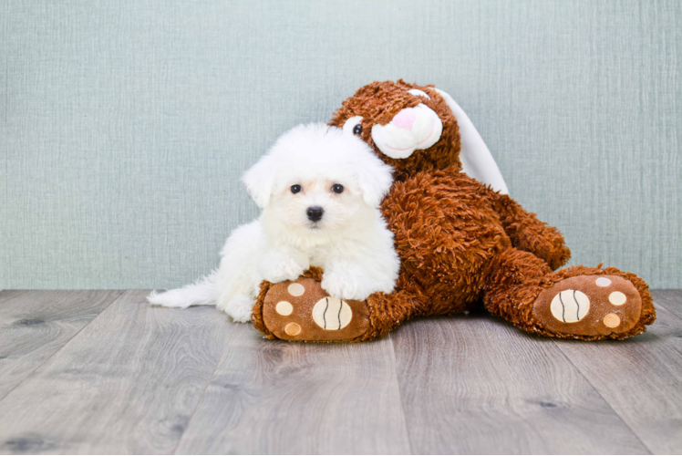 Bichon Frise Puppy for Adoption