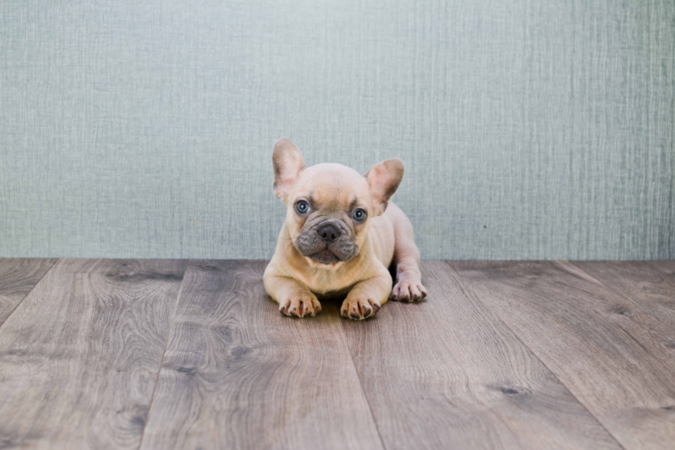 French Bulldog Pup Being Cute