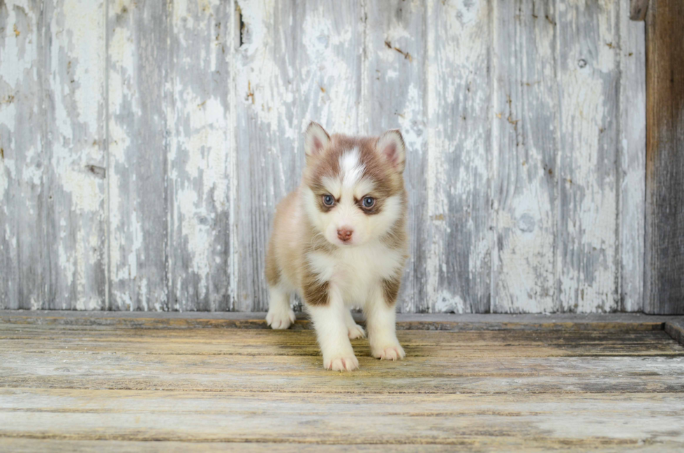 Petite Pomsky Designer Pup