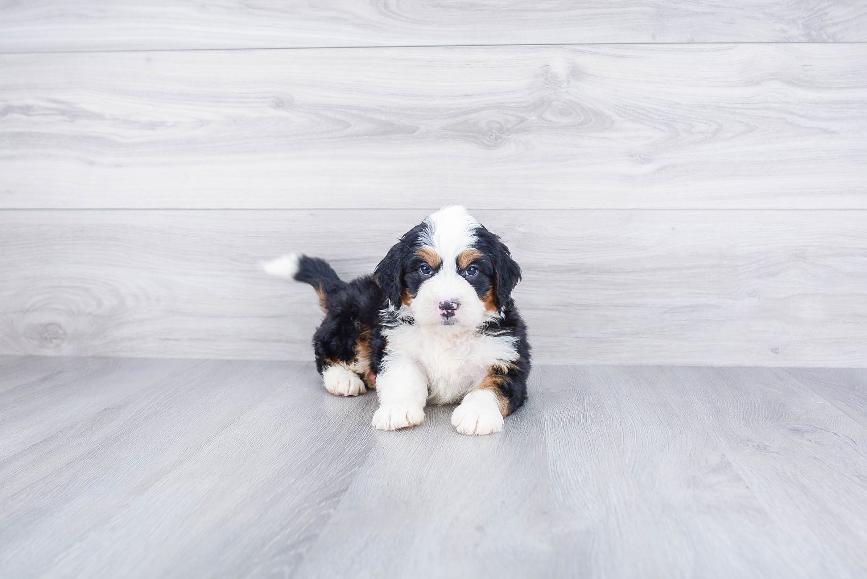 Cute Mini Bernedoodle Baby