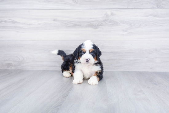 Cute Mini Bernedoodle Baby