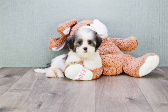 Havanese Puppy for Adoption