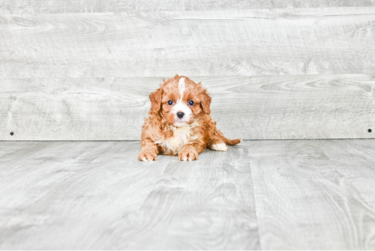 Cavapoo Puppy for Adoption