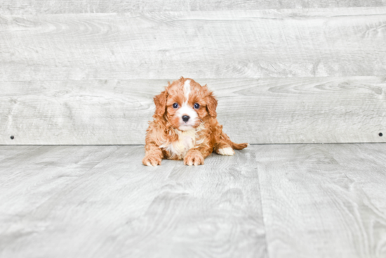 Cavapoo Puppy for Adoption