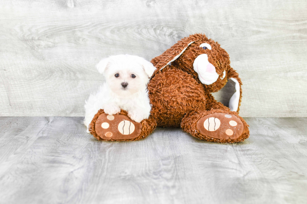 Maltese Puppy for Adoption