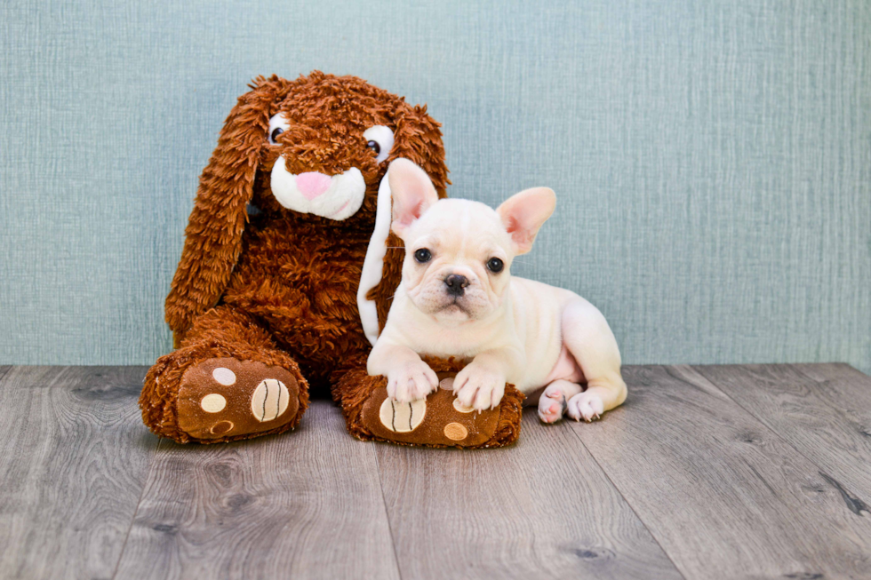 Playful French Bulldog Baby