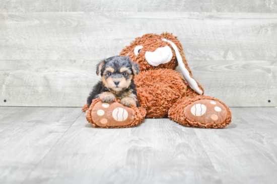 Fluffy Morkie Designer Pup