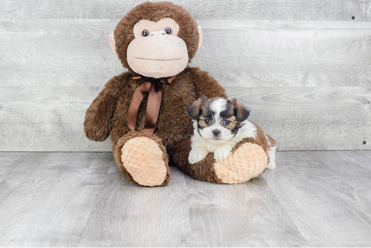 Teddy Bear Pup Being Cute