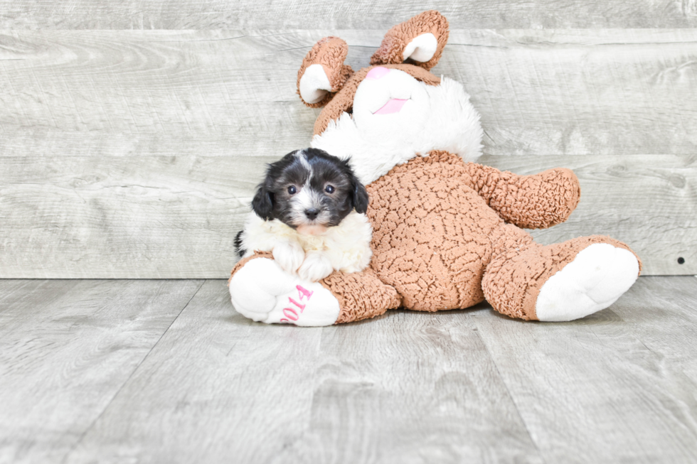 Best Havanese Baby