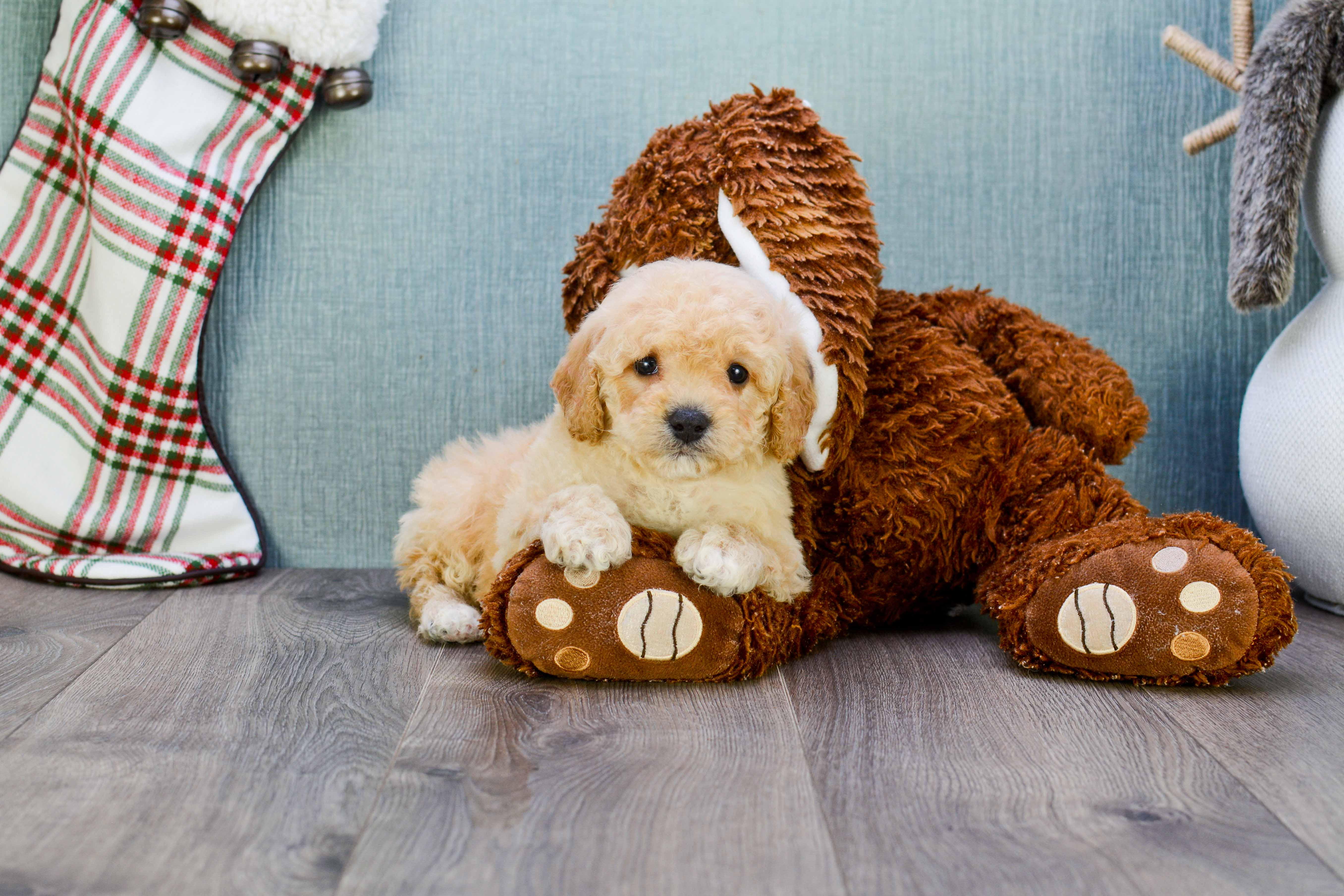 Maltipoo Puppy for Adoption