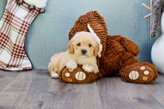 Maltipoo Puppy for Adoption