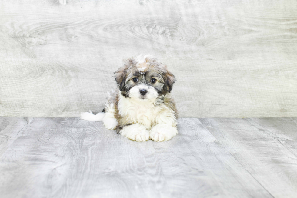 Best Havanese Baby