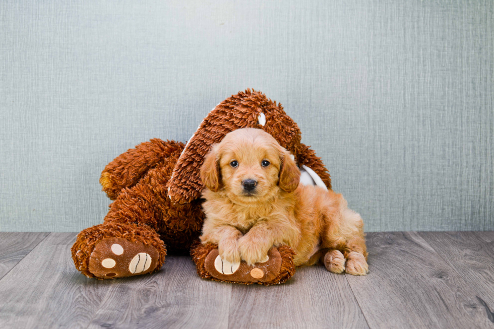 Hypoallergenic Golden Retriever Poodle Mix Puppy