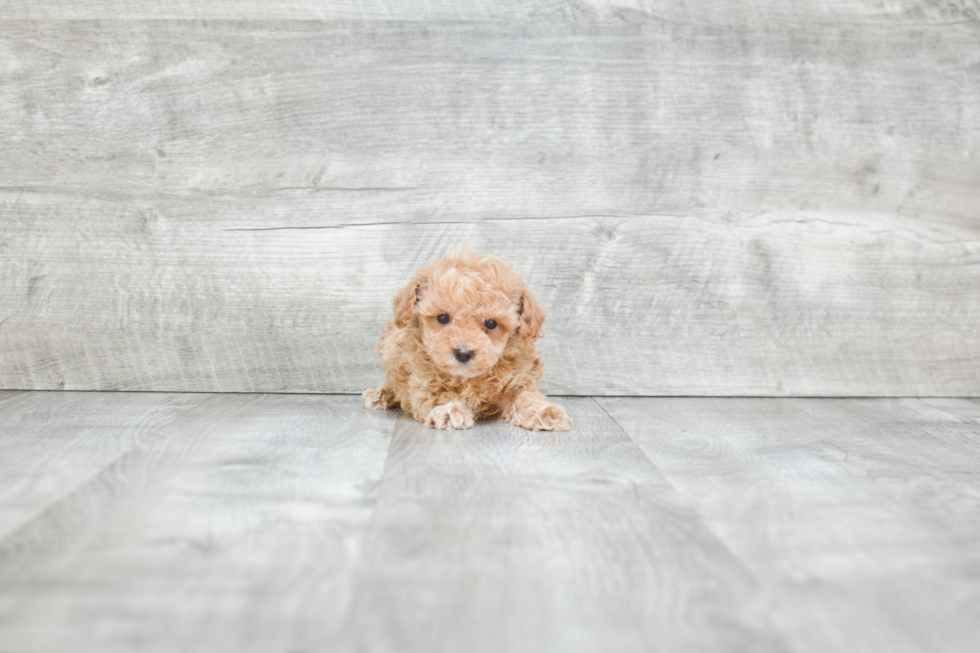 Fluffy Pudle Purebred Puppy