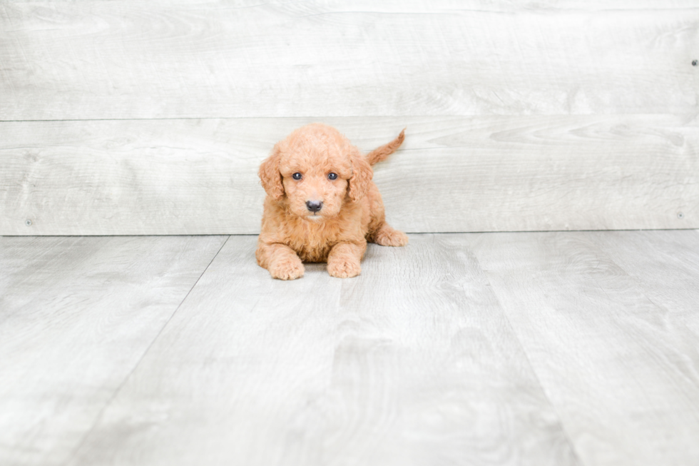 Mini Goldendoodle Puppy for Adoption