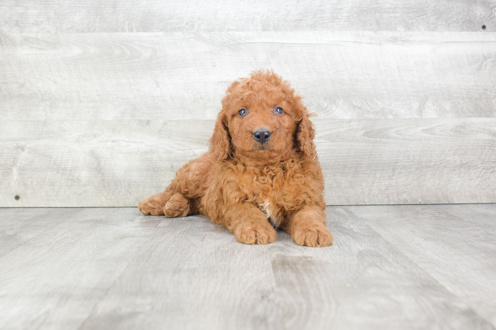 Mini Goldendoodle Pup Being Cute