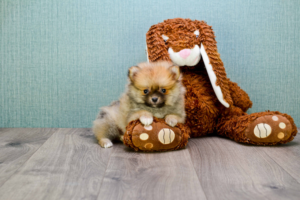 Funny Pomeranian Baby