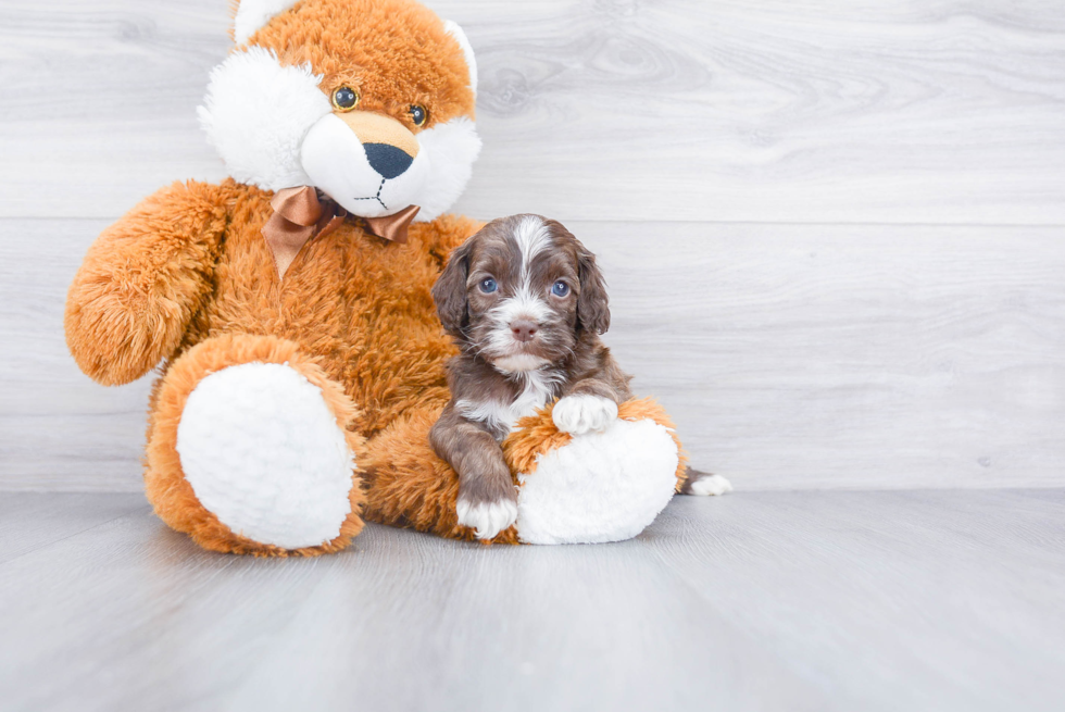 Best Cockapoo Baby