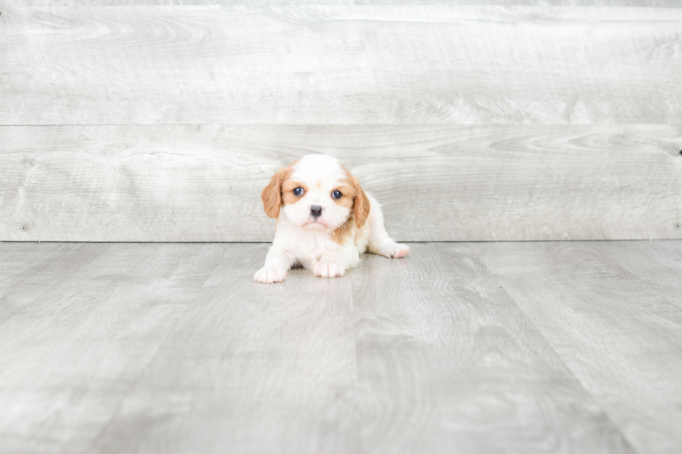 Akc Registered Cavalier King Charles Spaniel Baby