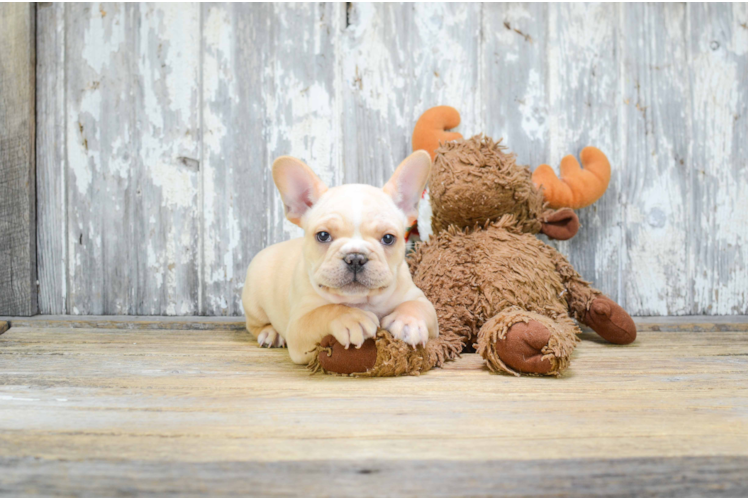 Adorable Frenchie Purebred Puppy