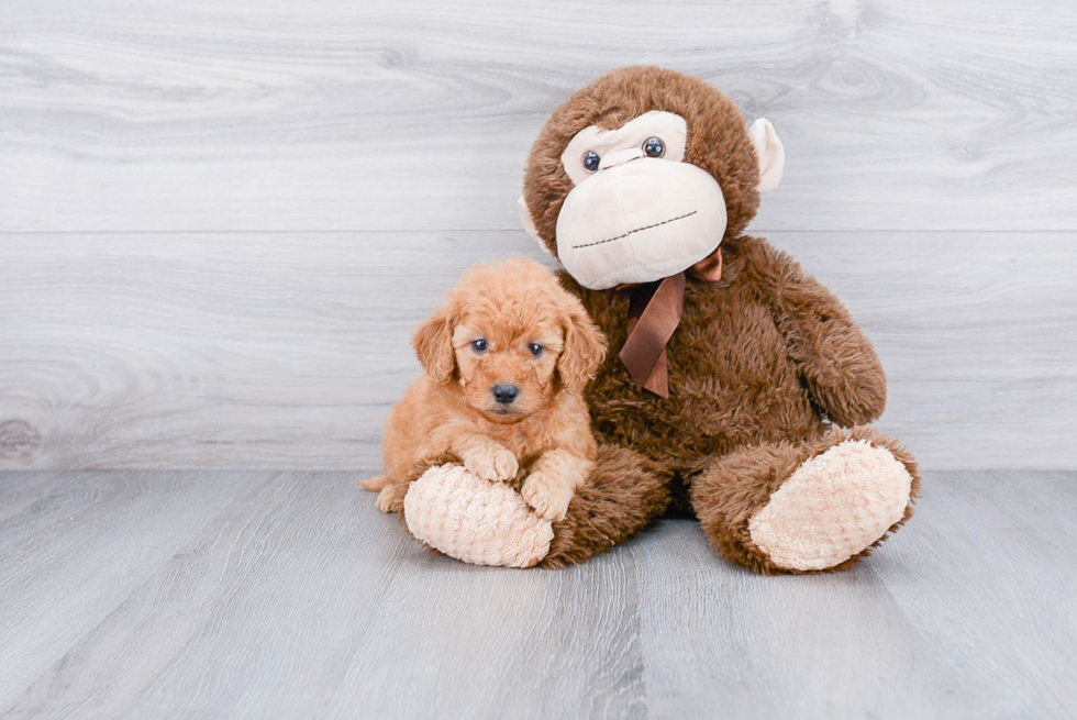 Funny Mini Goldendoodle Poodle Mix Pup