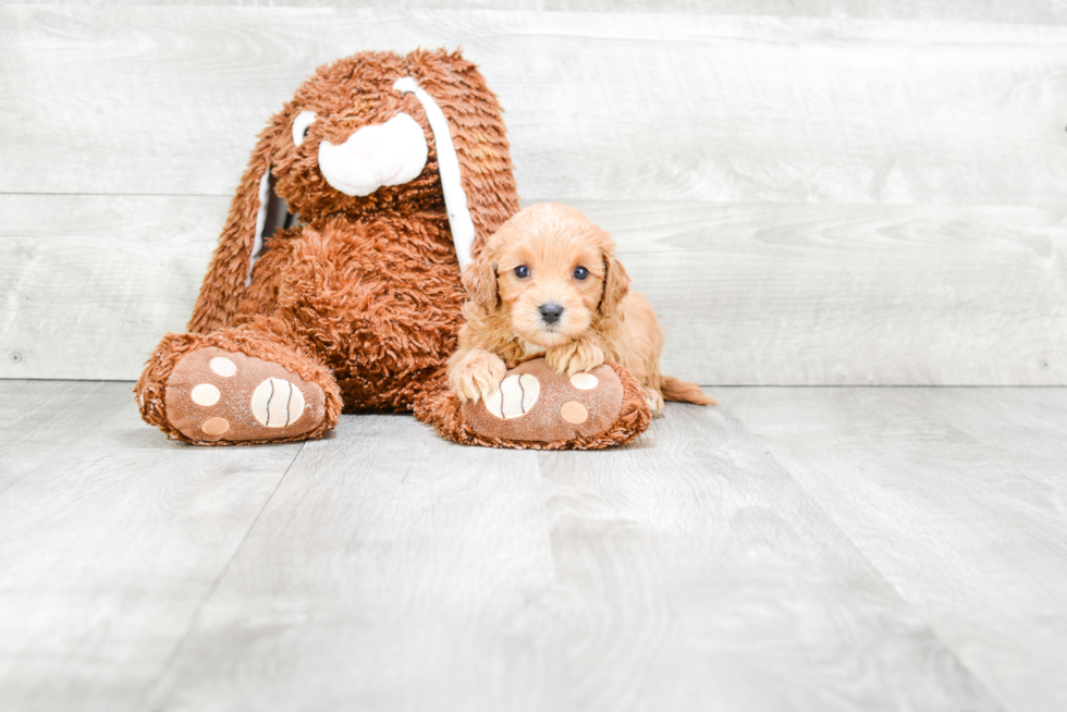 Small Cavapoo Baby