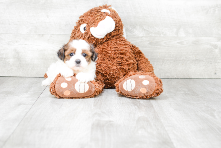 Happy Teddy Bear Baby