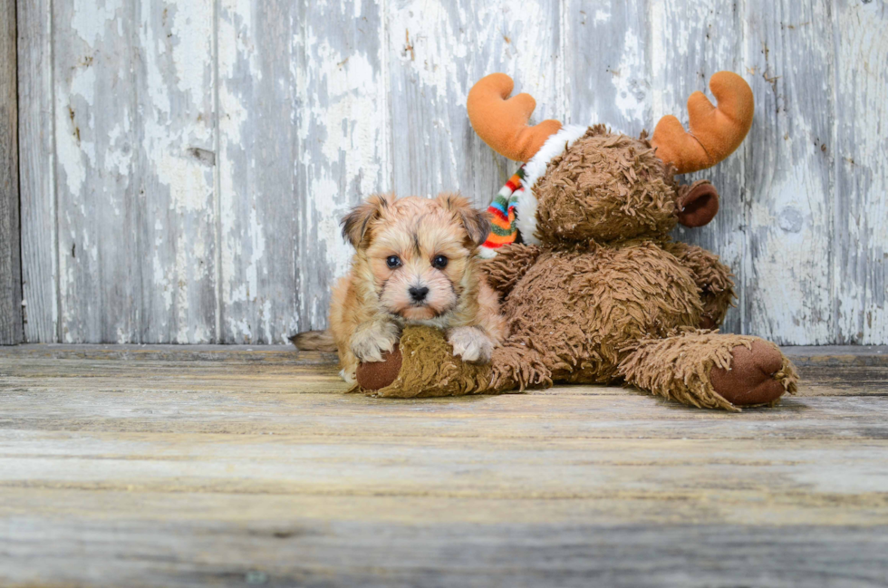Adorable Yorkie Designer Puppy