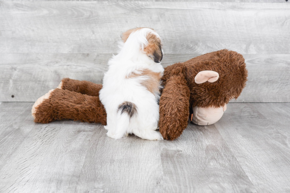 Best Teddy Bear Baby