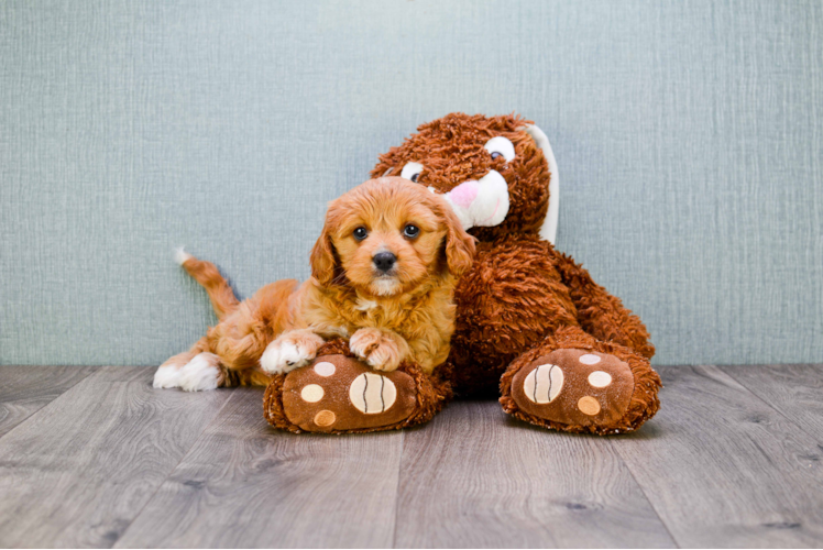 Cavapoo Puppy for Adoption