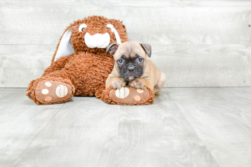 Little French Bulldog Baby