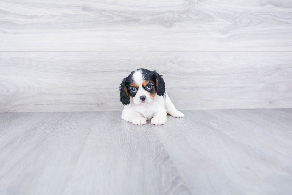 Cavalier King Charles Spaniel Puppy for Adoption