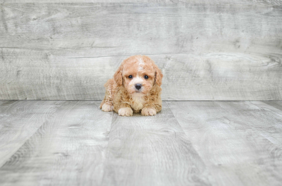 Best Cavapoo Baby