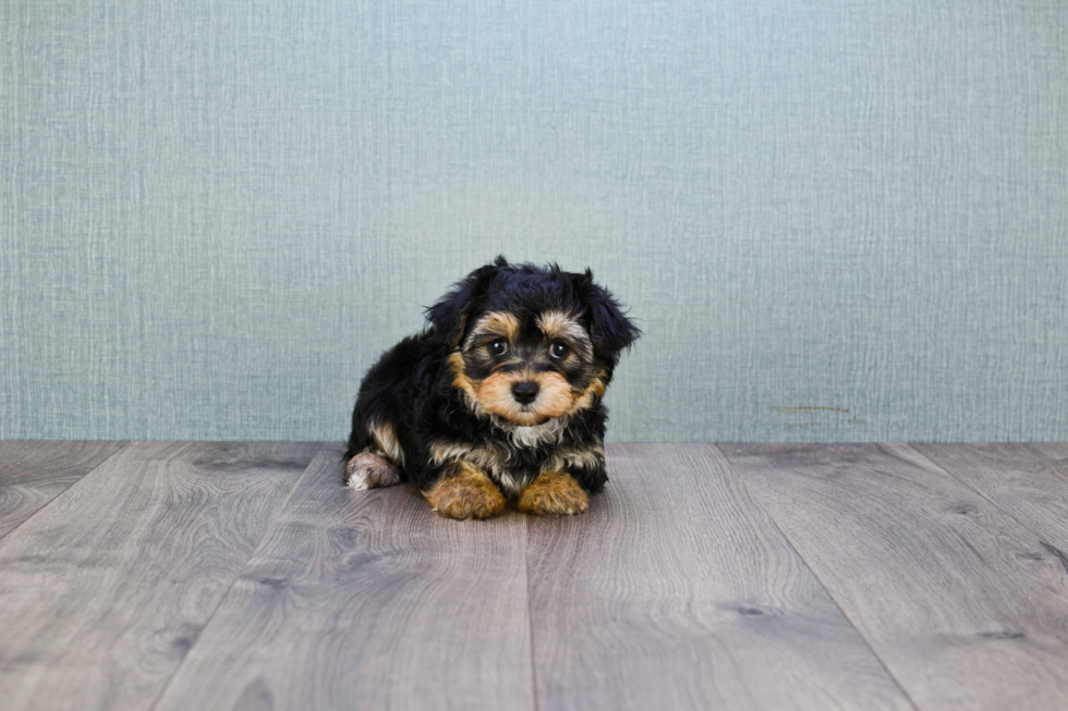 Playful Yorkie Designer Puppy