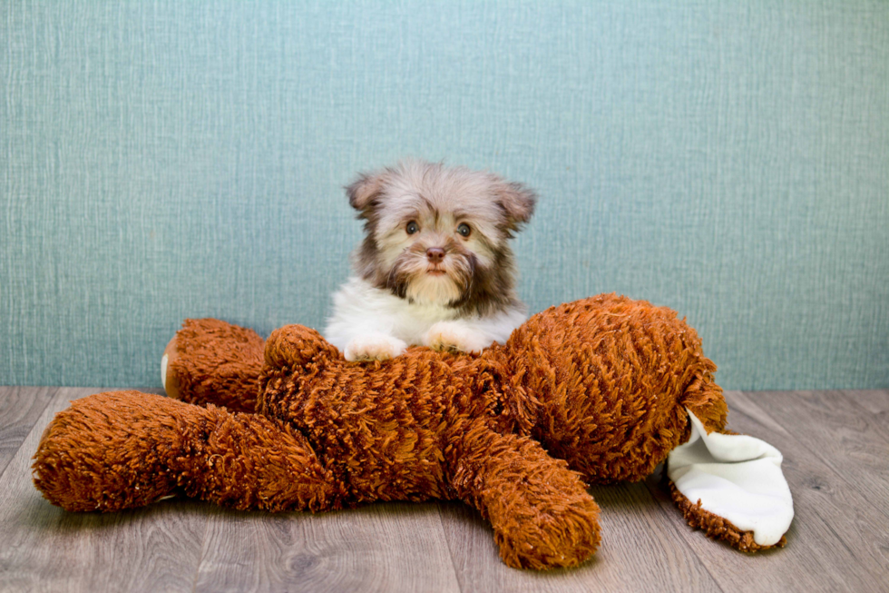 Havanese Puppy for Adoption