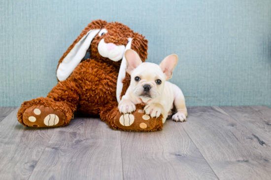 French Bulldog Puppy for Adoption