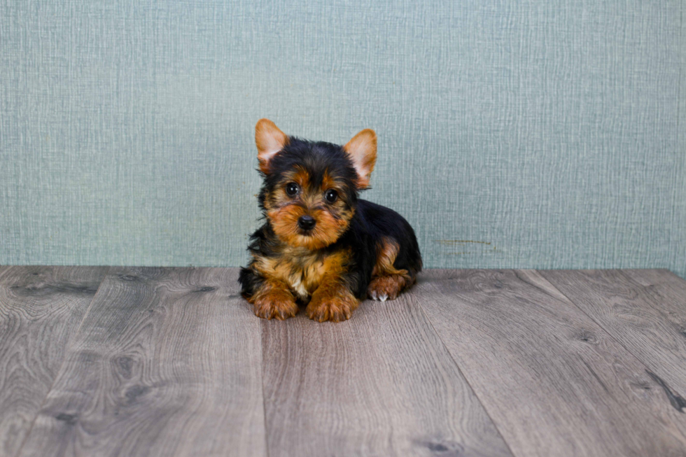 Meet Jeremy - our Yorkshire Terrier Puppy Photo 