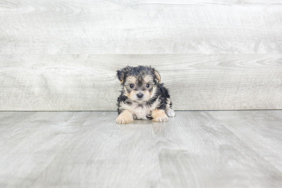 Playful Yorkie Designer Puppy