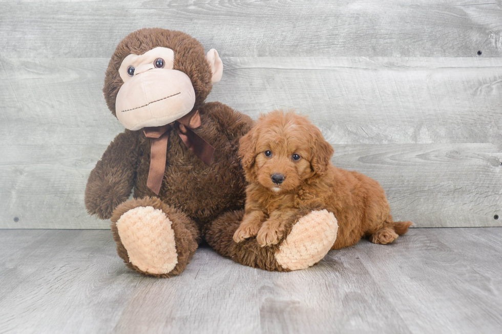 Best Mini Goldendoodle Baby