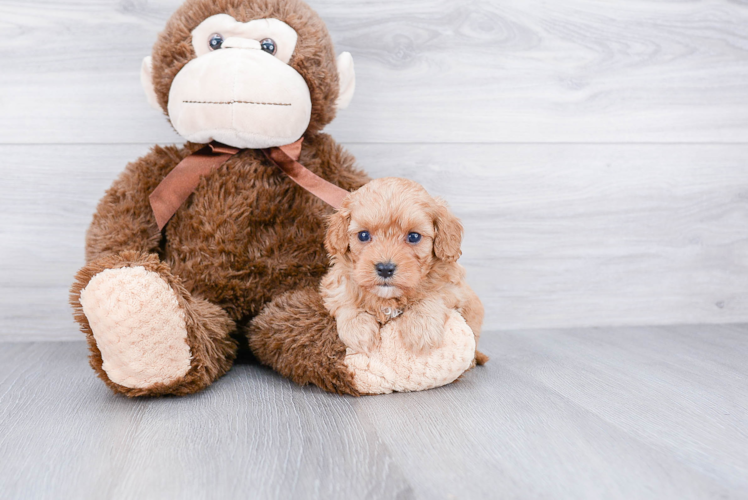 Hypoallergenic Cavoodle Poodle Mix Puppy