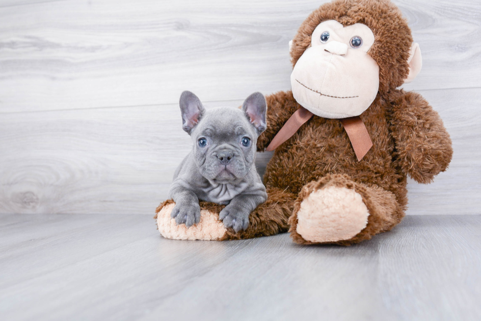 French Bulldog Pup Being Cute