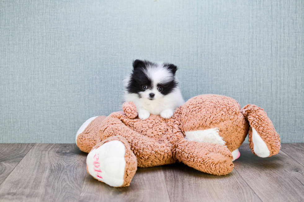 Pomeranian Pup Being Cute