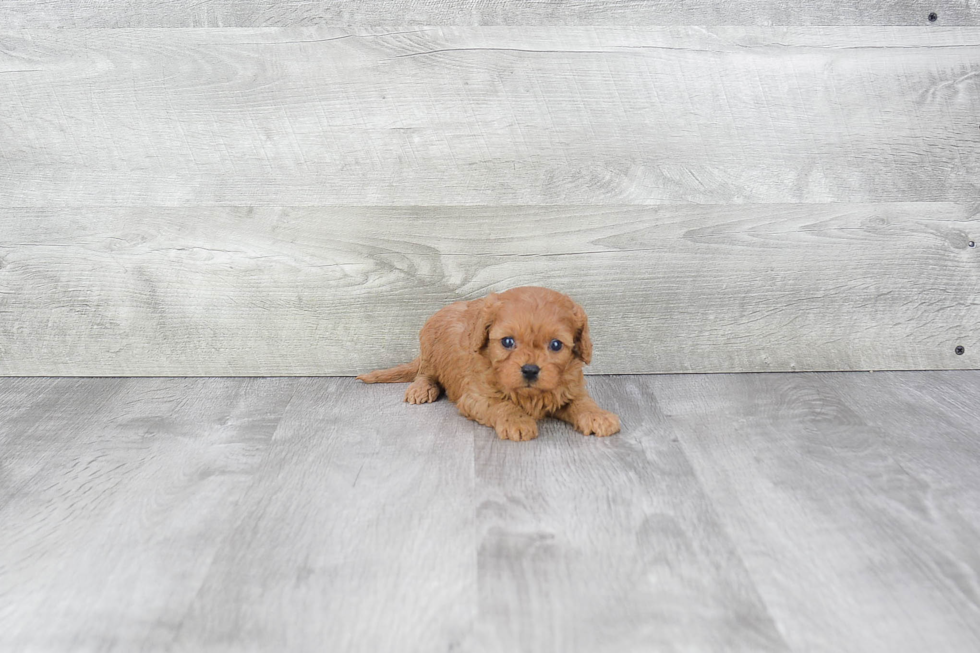 Cavapoo Puppy for Adoption