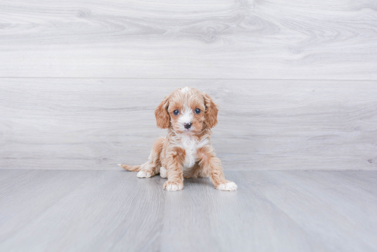 Cavapoo Puppy for Adoption